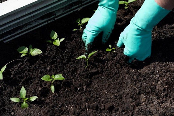Gardening Gloves  MCR Safety Info Blog