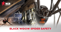 Black Widow Spider Safety and PPE